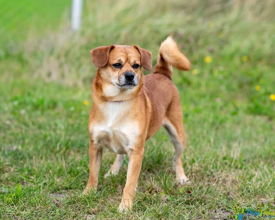 ANANAS, male 3yo Mixed Breed for adoption at Schronisko Psie Pole