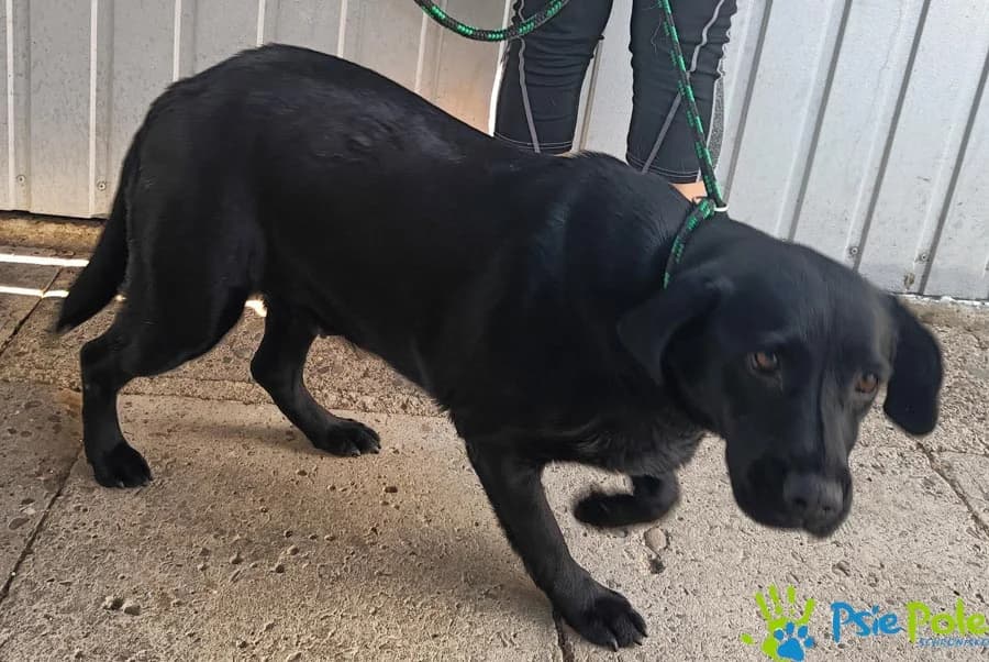 LABCIA, female 3yo Mixed Breed for adoption at Schronisko Psie Pole