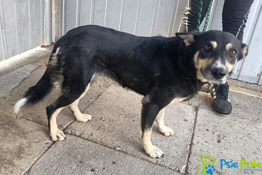 FIBI, female young Mixed Breed for adoption at Schronisko Psie Pole
