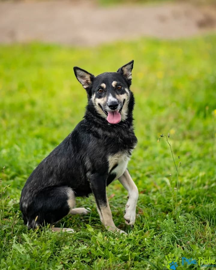FIBI, female young Mixed Breed for adoption at Schronisko Psie Pole