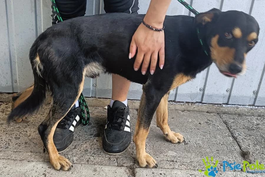 MAKLER, male 4yo Mixed Breed for adoption at Schronisko Psie Pole