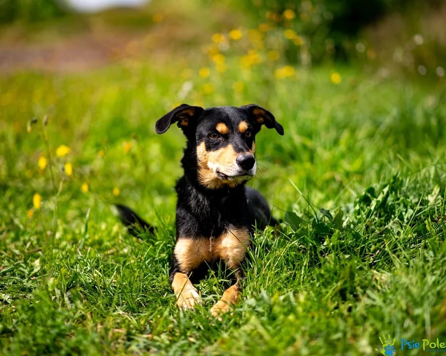 MAKLER, male 4yo Mixed Breed for adoption at Schronisko Psie Pole
