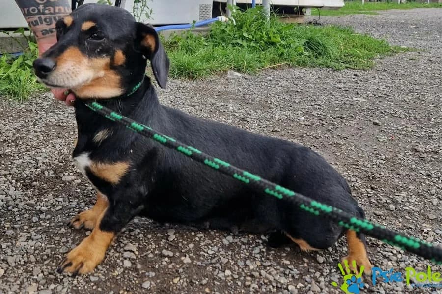 JANINKA, female 7yo Mixed Breed for adoption at Schronisko Psie Pole