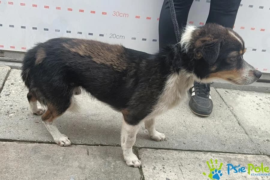 BAZYLISZEK, male puppy Mixed Breed for adoption at Schronisko Psie Pole