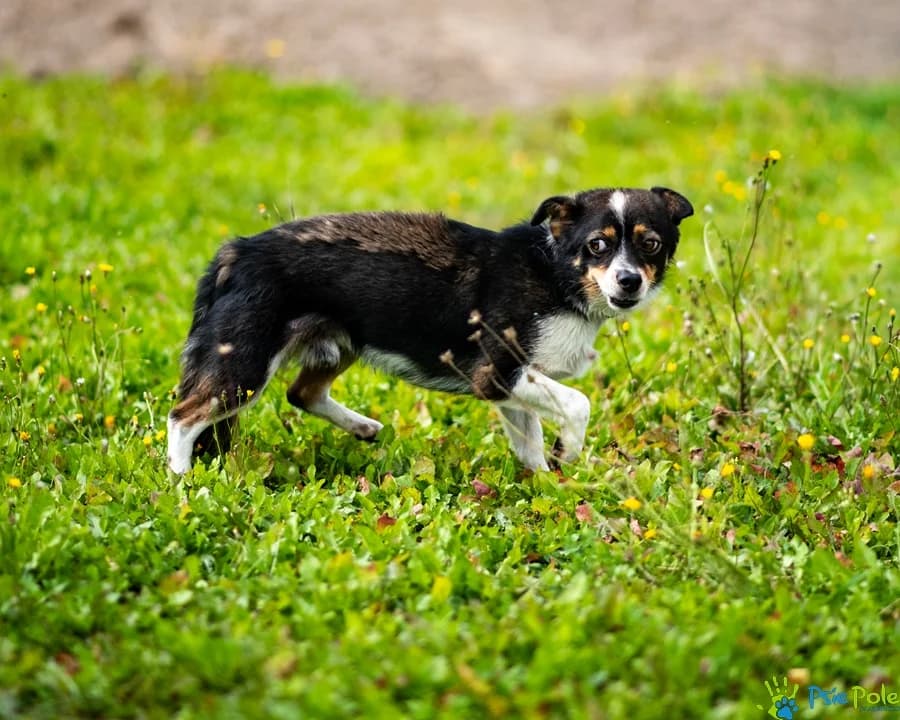BAZYLISZEK, male puppy Mixed Breed for adoption at Schronisko Psie Pole