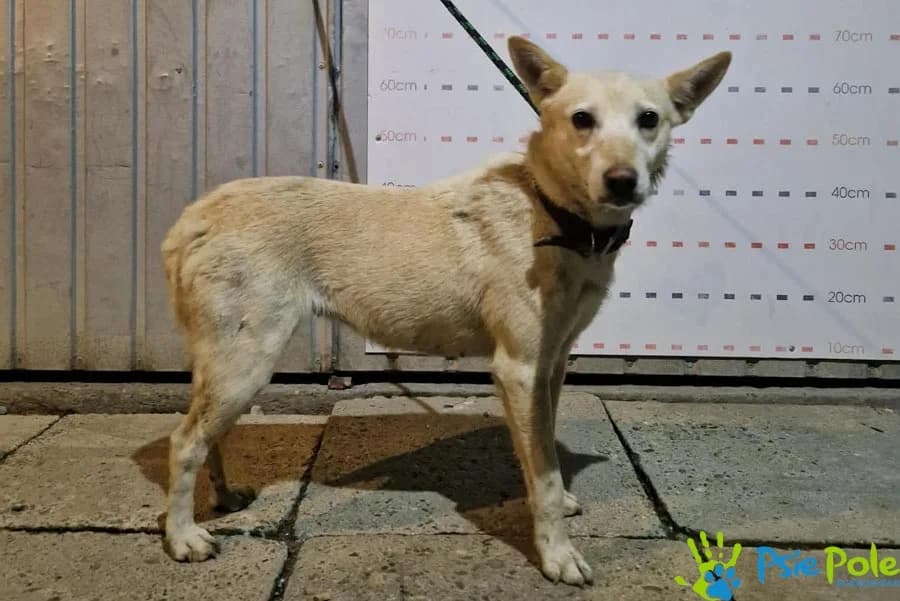 SPRINTERKA, female 7yo Mixed Breed for adoption at Schronisko Psie Pole