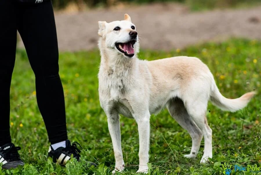 SPRINTERKA, female 7yo Mixed Breed for adoption at Schronisko Psie Pole
