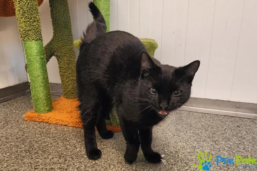 Kotka ALUNKA, female 3yo Mixed Breed for adoption at Schronisko Psie Pole
