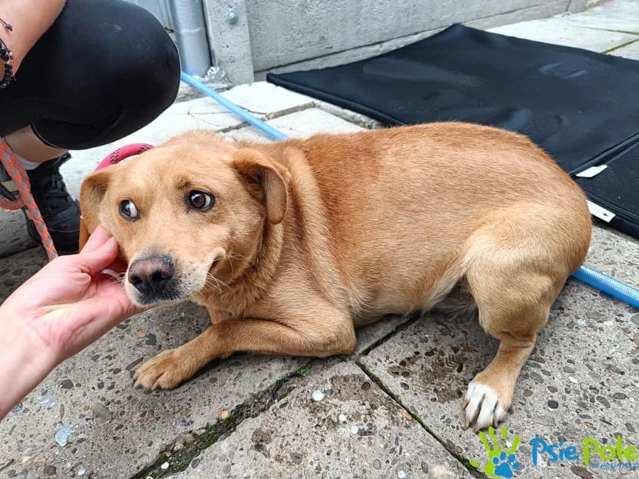 KAJETAN, male senior Mixed Breed for adoption at Schronisko Psie Pole