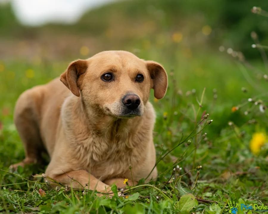 KAJETAN, male senior Mixed Breed for adoption at Schronisko Psie Pole