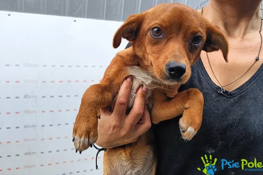 KURCIA, female puppy Mixed Breed for adoption at Schronisko Psie Pole