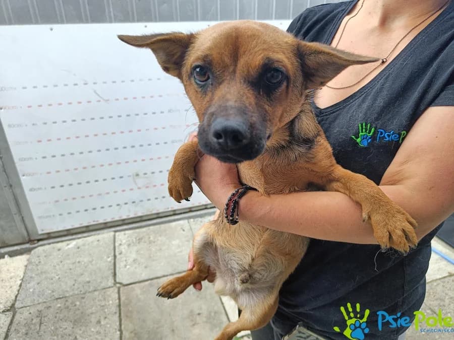 KOGUCIK, male puppy Mixed Breed for adoption at Schronisko Psie Pole