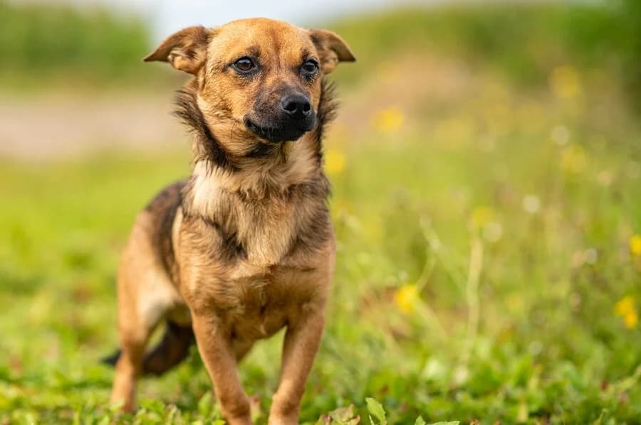KOGUCIK, male puppy Mixed Breed for adoption at Schronisko Psie Pole