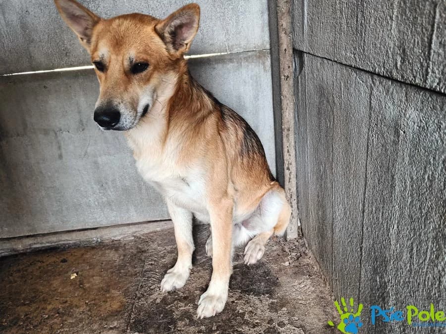 OPTIMUS, male young Mixed Breed for adoption at Schronisko Psie Pole