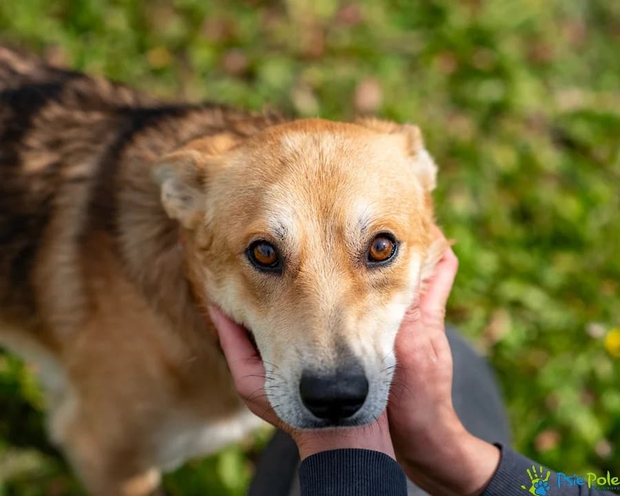 OPTIMUS, male young Mixed Breed for adoption at Schronisko Psie Pole