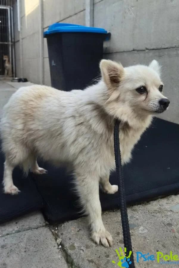 TILA, female 4yo Mixed Breed for adoption at Schronisko Psie Pole
