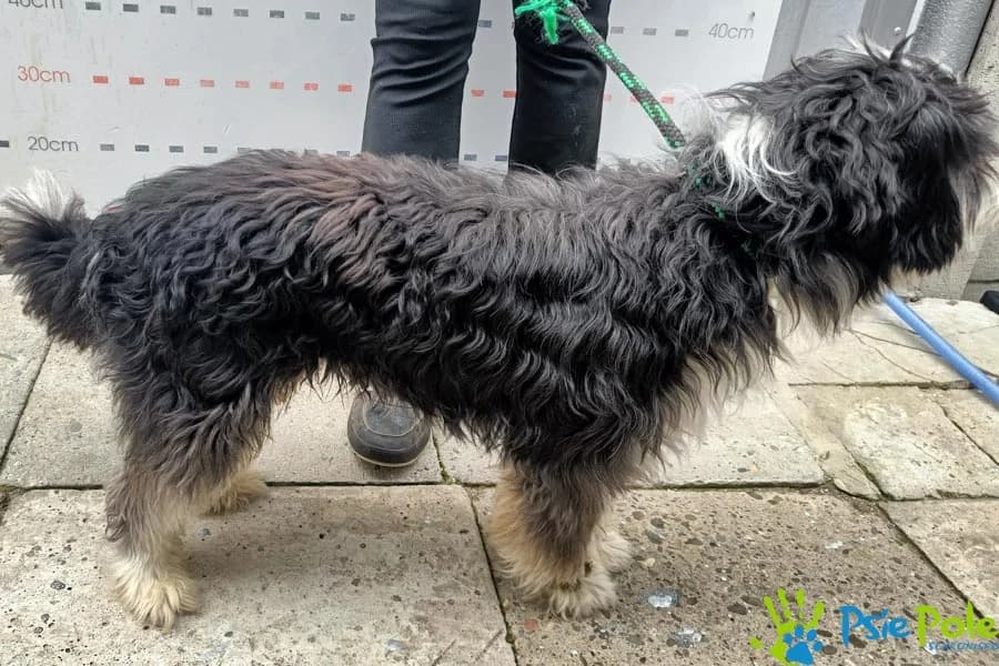 CYNAMON, male puppy Mixed Breed for adoption at Schronisko Psie Pole