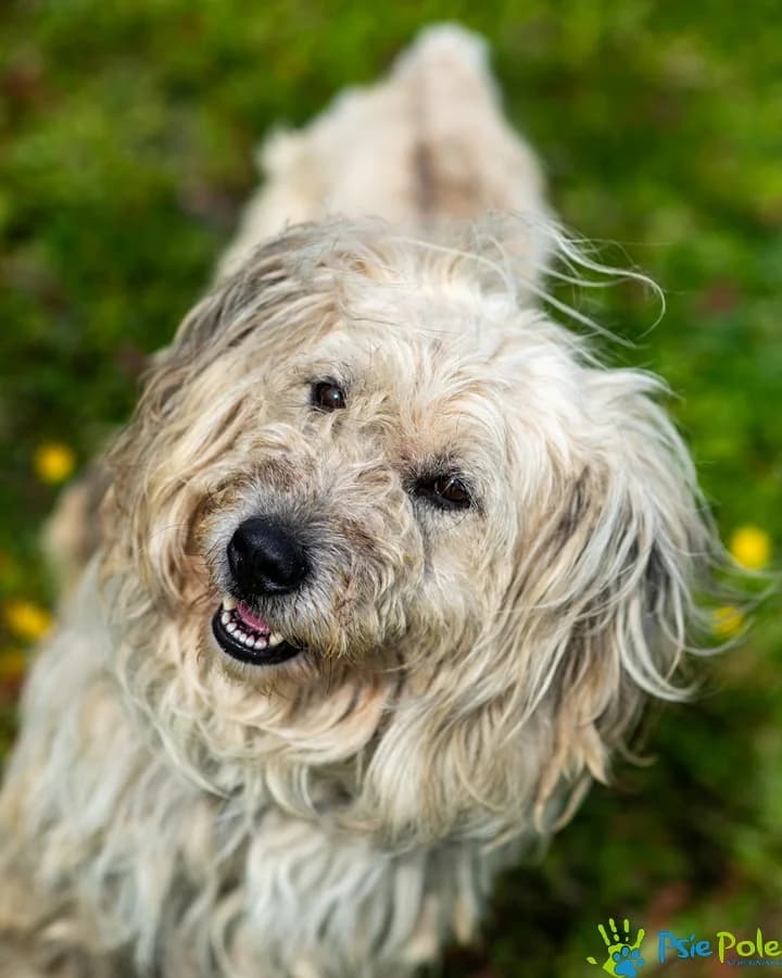 BAGI, male 5yo Mixed Breed for adoption at Schronisko Psie Pole