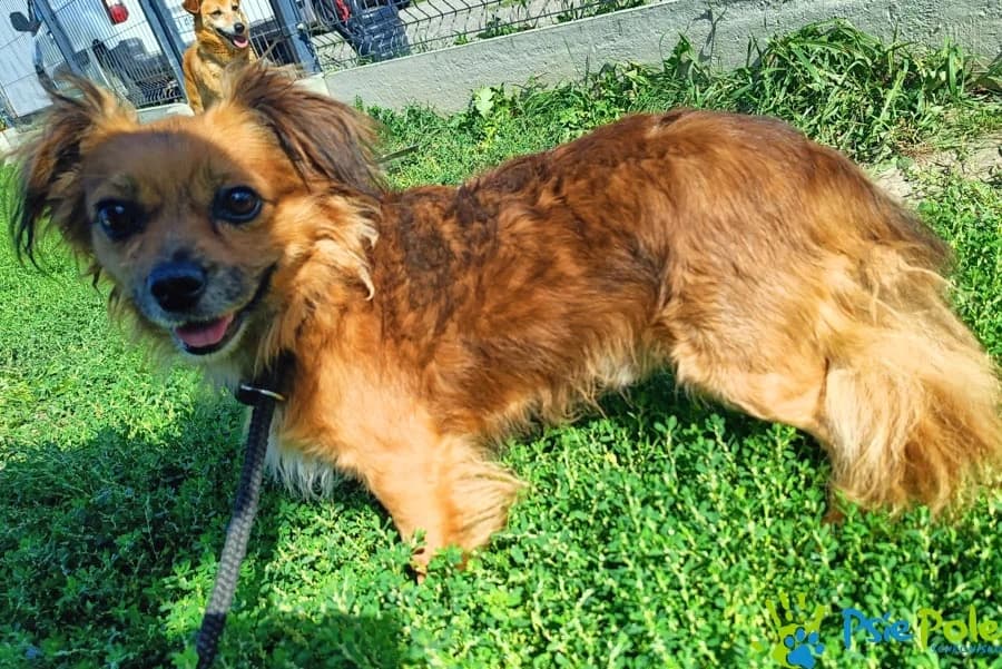 JIMI, male 6yo Mixed Breed for adoption at Schronisko Psie Pole