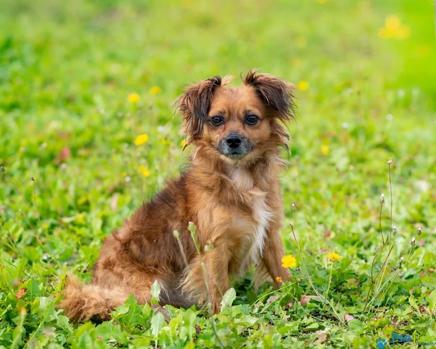 JIMI, male 6yo Mixed Breed for adoption at Schronisko Psie Pole