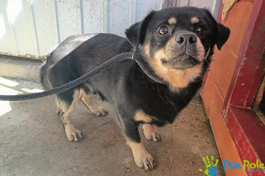 DUPLO, male young Mixed Breed for adoption at Schronisko Psie Pole