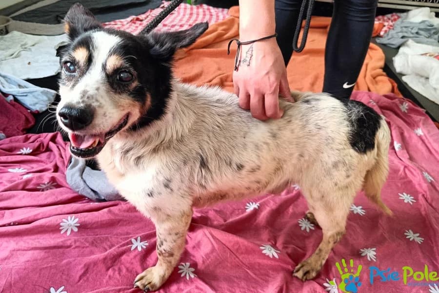 KALENDARZYK, male senior Mixed Breed for adoption at Schronisko Psie Pole