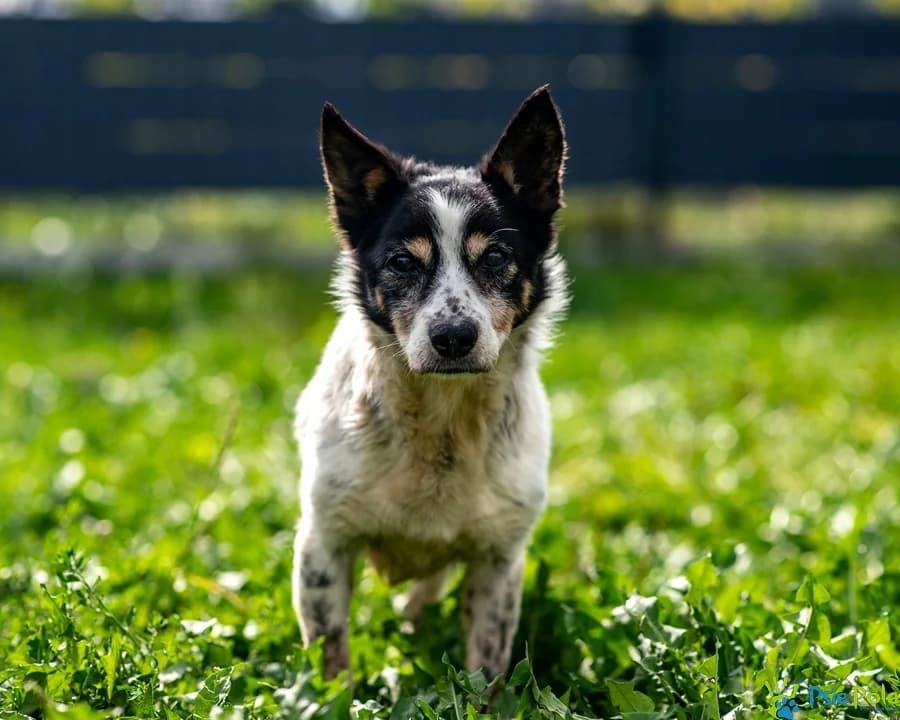 KALENDARZYK, male senior Mixed Breed for adoption at Schronisko Psie Pole