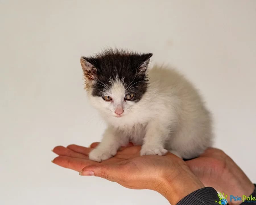 Kotek PUCEK, female puppy Mixed Breed for adoption at Schronisko Psie Pole
