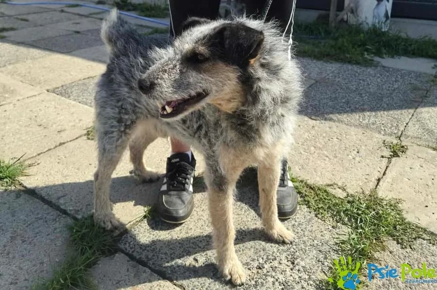 WEZYR, male senior Mixed Breed for adoption at Schronisko Psie Pole