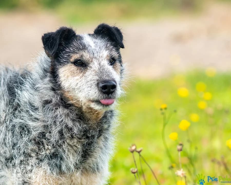 WEZYR, male senior Mixed Breed for adoption at Schronisko Psie Pole