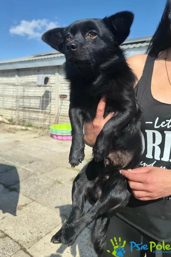 SKRZAT, male puppy Mixed Breed for adoption at Schronisko Psie Pole