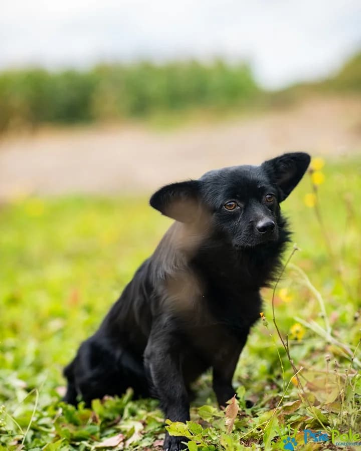 SKRZAT, male puppy Mixed Breed for adoption at Schronisko Psie Pole