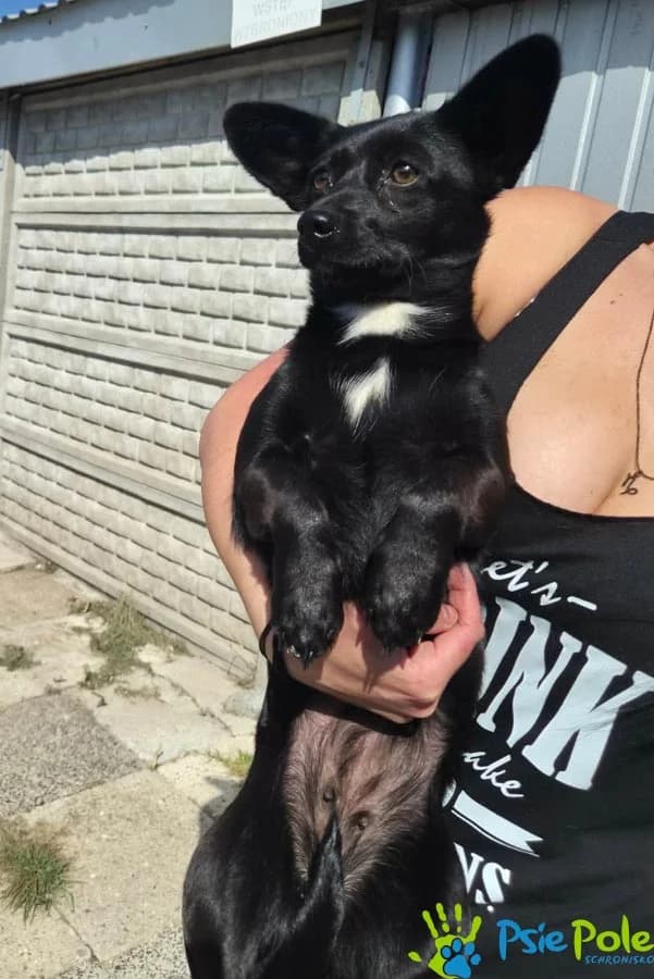 SKRZTKA, female puppy Mixed Breed for adoption at Schronisko Psie Pole