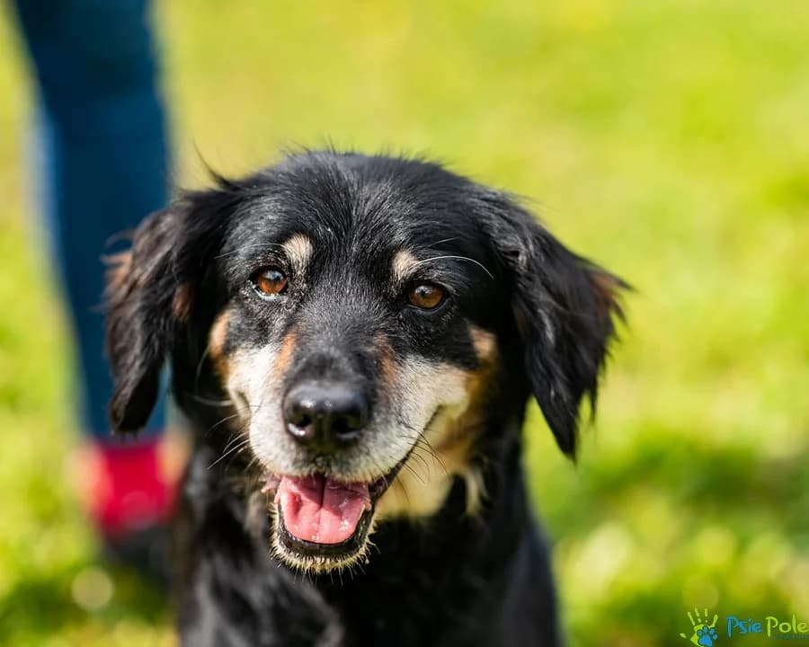GADUŁA, female senior Mixed Breed for adoption at Schronisko Psie Pole