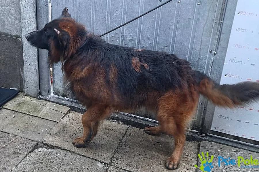 AKORD, male senior Mixed Breed for adoption at Schronisko Psie Pole