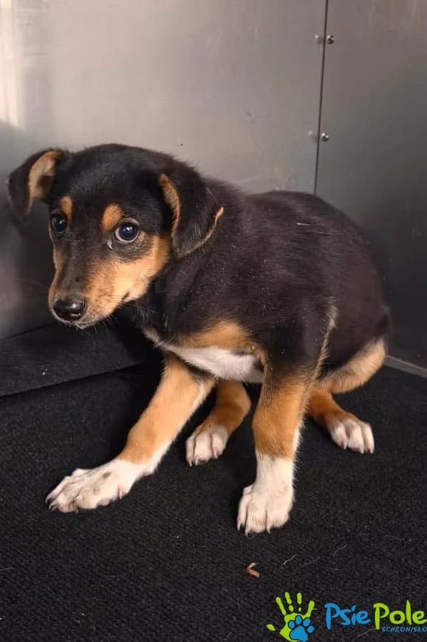 PATUSIA, female puppy Mixed Breed for adoption at Schronisko Psie Pole