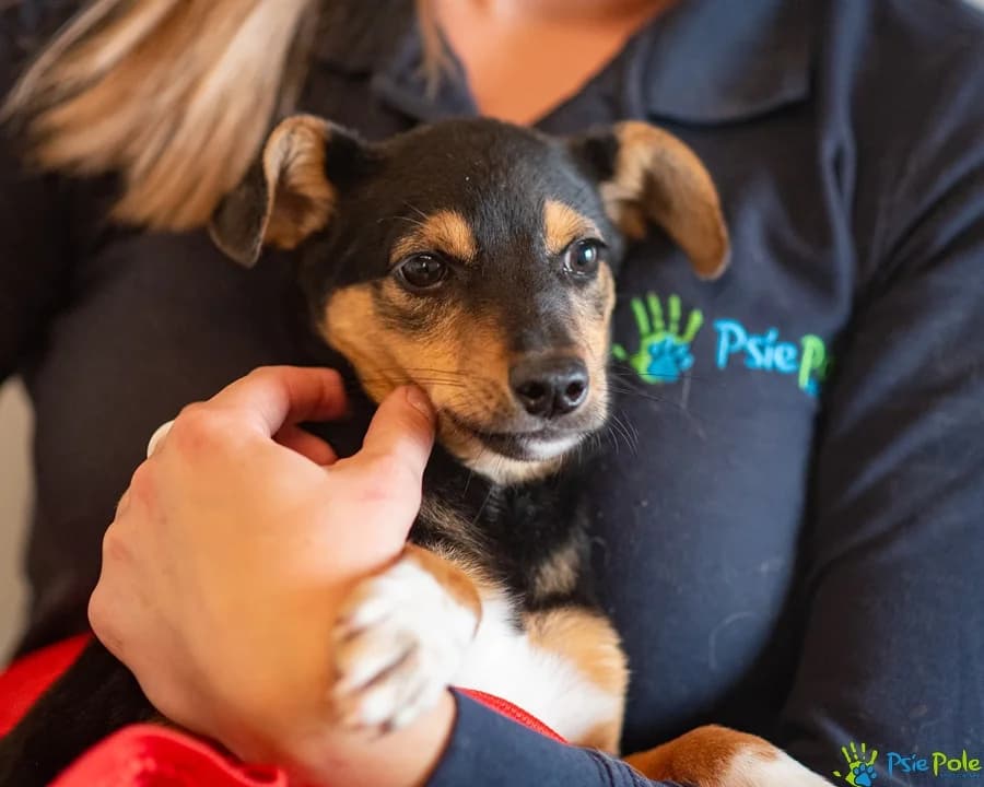 PATUSIA, female puppy Mixed Breed for adoption at Schronisko Psie Pole