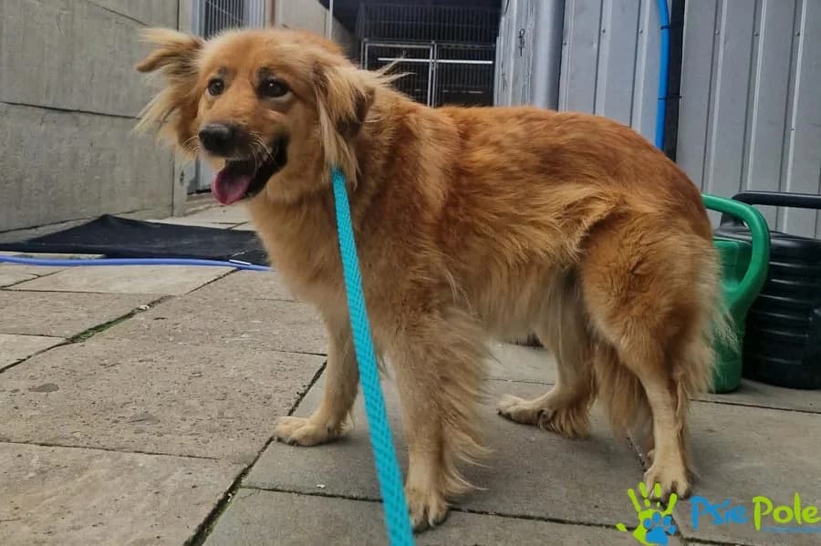 SZPENIA, female 6yo Mixed Breed for adoption at Schronisko Psie Pole