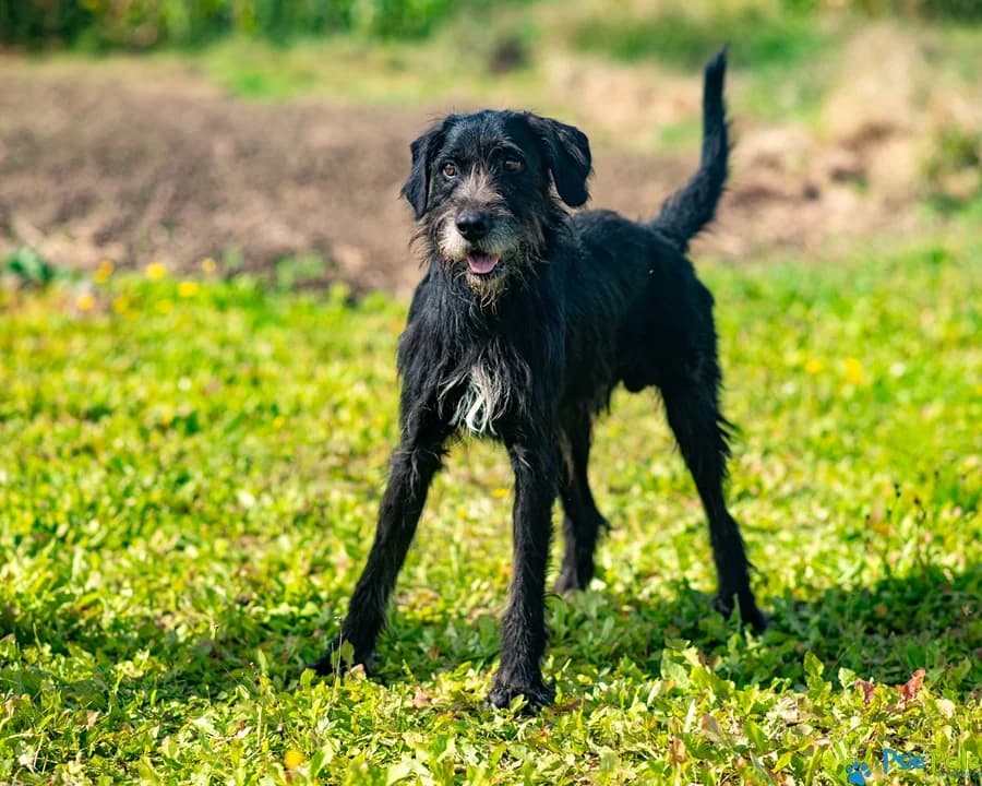SZNYCEL, male 5yo Mixed Breed for adoption at Schronisko Psie Pole