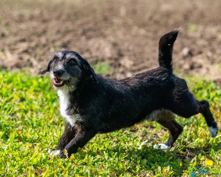 MORBIŚ, male senior Mixed Breed for adoption at Schronisko Psie Pole