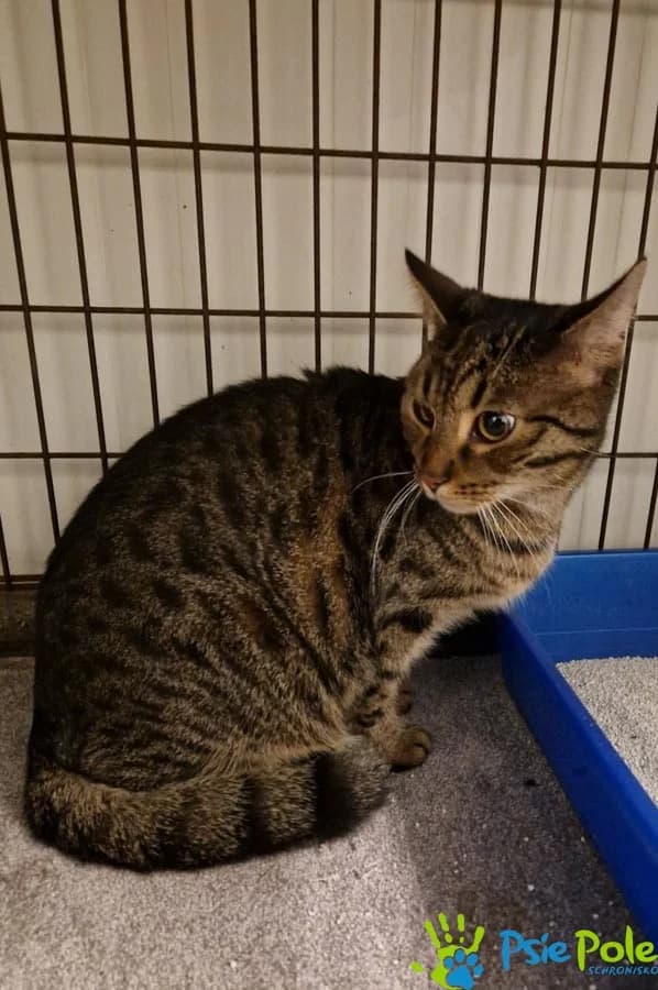 Kocurek BOND, female 3yo Mixed Breed for adoption at Schronisko Psie Pole