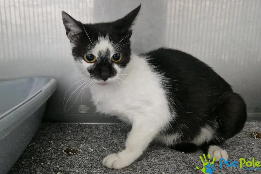 Kotka ASTEROIDA, female 5yo Mixed Breed for adoption at Schronisko Psie Pole