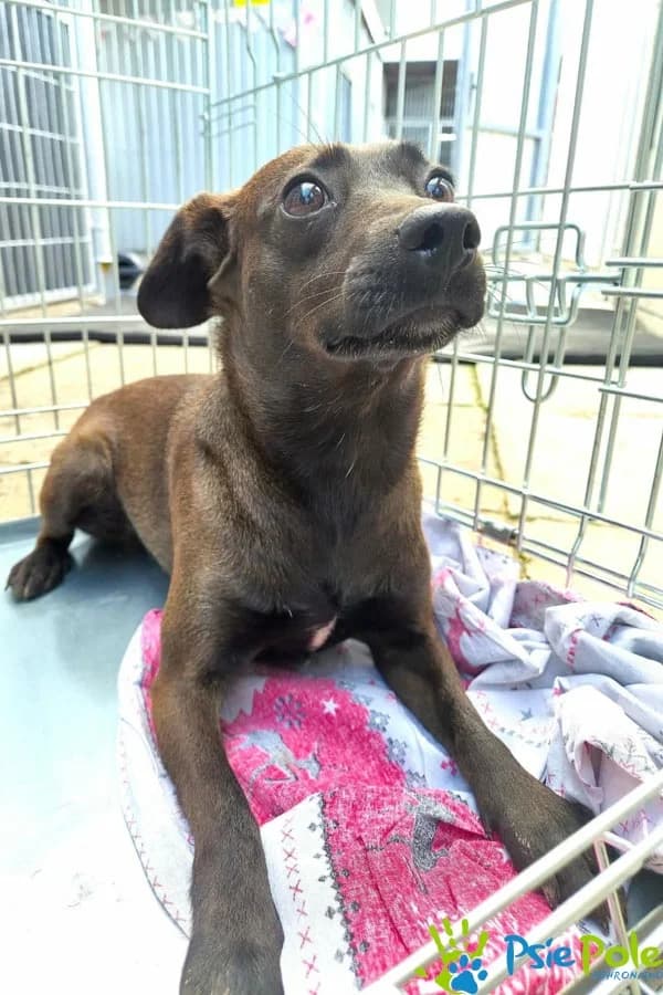 MISIEK z Rosiejowa, male senior Mixed Breed for adoption at Schronisko Psie Pole