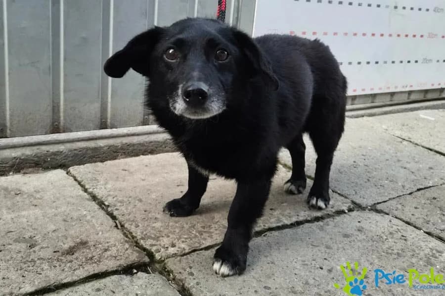 DAJSON, male senior Mixed Breed for adoption at Schronisko Psie Pole