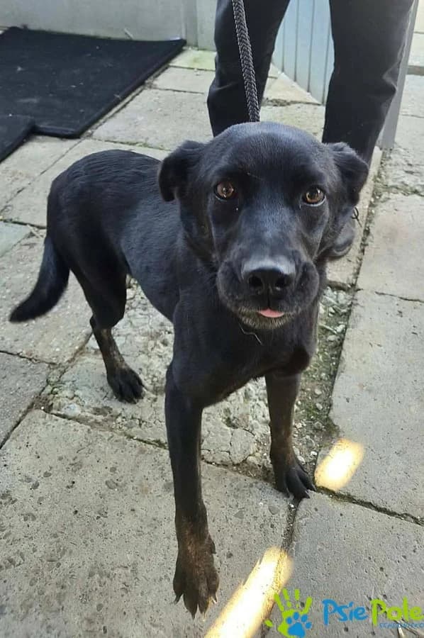 GROTESKA, female puppy Mixed Breed for adoption at Schronisko Psie Pole