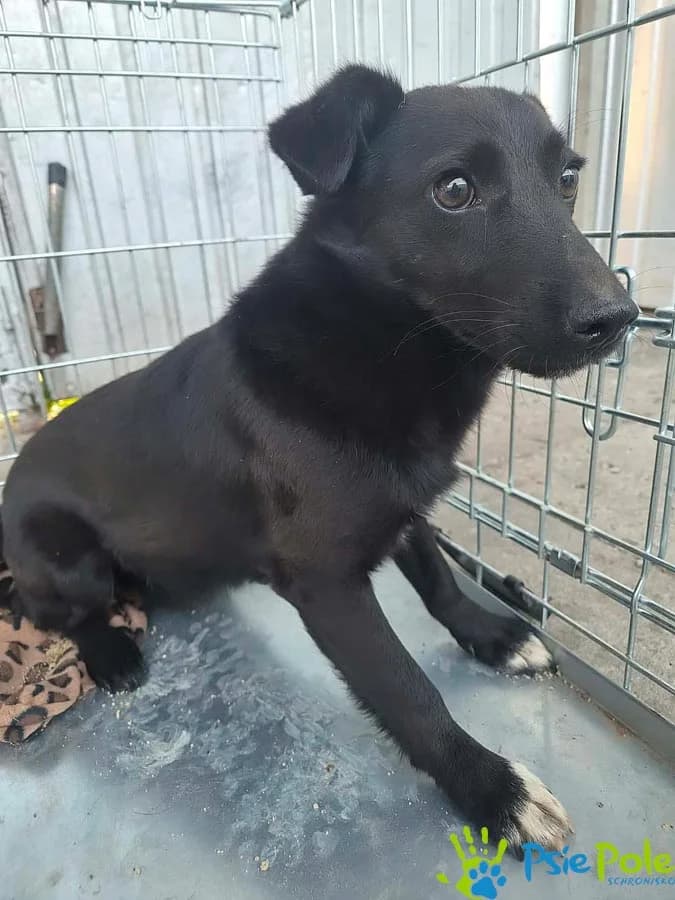 CZARNY z Rosiejowa, male 6yo Mixed Breed for adoption at Schronisko Psie Pole