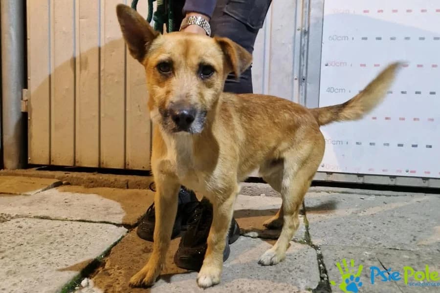 KSENON, male young Mixed Breed for adoption at Schronisko Psie Pole