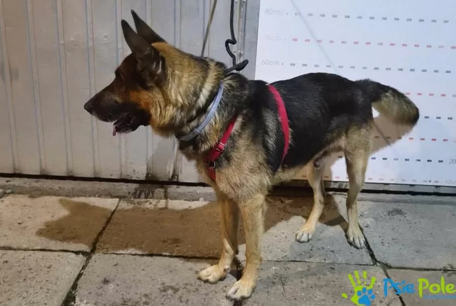 CLASIC, male senior Mixed Breed for adoption at Schronisko Psie Pole