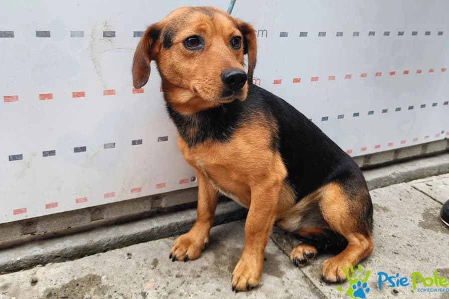 WOLT, male puppy Mixed Breed for adoption at Schronisko Psie Pole