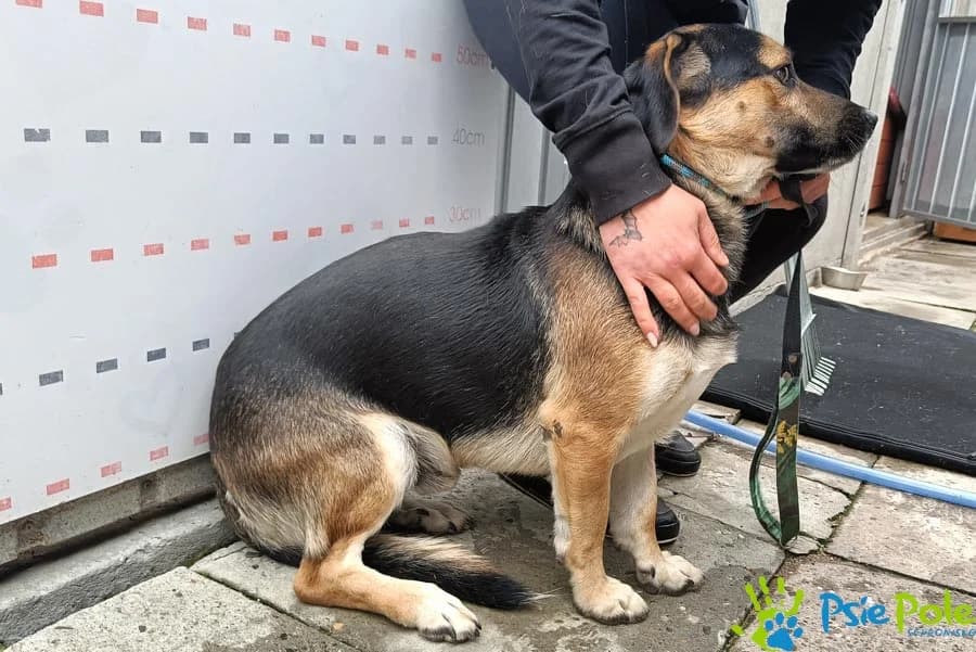AMPER, male young Mixed Breed for adoption at Schronisko Psie Pole